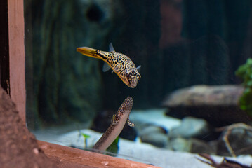 Tetraodon mbu pufferfish fish underwater swimming in an aquarium cute animal