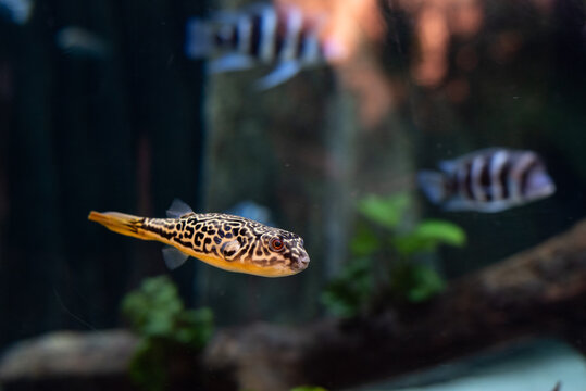 Tetraodon mbu pufferfish fish underwater swimming in an aquarium cute animal