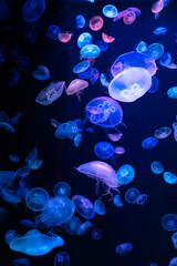 colorful jellyfish glowing in the dark water aquarium background wallpaper poster underwater deep ocean life animals