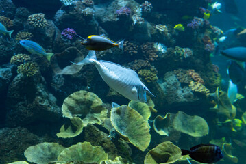 Whitemargin unicornfish Naso annulatus fish in a tank aquarium tropical swimming