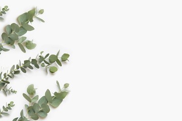 Green Leaves Eucalyptus Branches White Background