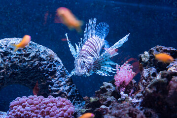lionfish swimming in an aquarium oceanarium ocean sea poema del mar las palmas gran canaria spain...