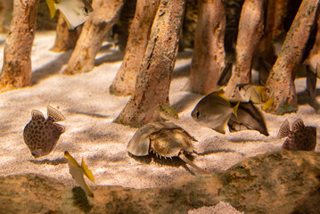 strange fish in a tank