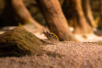 small round fish with spots in an aquarium tank sand 