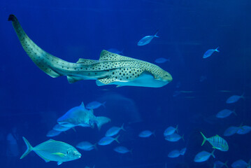 fish shark swimming in water sea ocean aquarium ocean oceanarium glass dark close fins animal wildlife gran canaria spain 