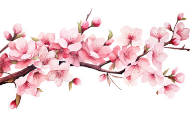 Charming Cherry Blossom Background in Pink Hues Isolated on Transparent Background PNG.