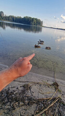 the man's finger points to the ducks in the clear water of the lake