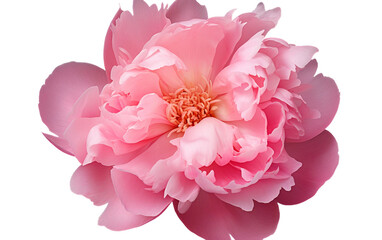 Close-up of a Delicate Pink Peony in Full Radiance Isolated on Transparent Background PNG.