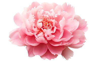 A Close-up Look at a Delicate Pink Peony in Full Bloom Isolated on Transparent Background PNG.