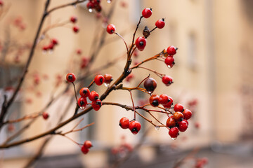 Red berries on a branch
