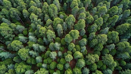 Top view drone shot of eucalypt forest