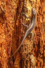 African striped skink lizard, Trachylepis striata, African lizard with two yellowish stripes on two sides of the spine. Living in Kruger National Park in South Africa. vertical shot.