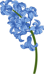 Hyacinth. Spring and summer flowers. Garden plants. Hand drawn illustration. Linear art. - 745742121