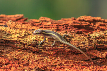 African striped skink lizard, Trachylepis striata. African lizard with two yellowish stripes on two sides of the spine. Living in dry, sandy and savanna areas. Kruger National Park in South Africa.