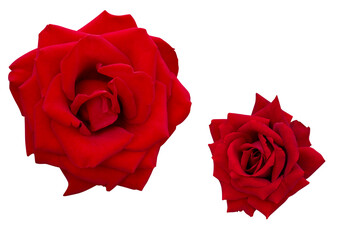 Small and large bright red roses isolated on the white background. Photo with clipping path.