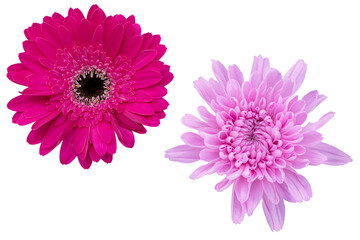 Dark pink gerbera flowers and soft ping chrysanthemums as background picture.flower on clipping path.