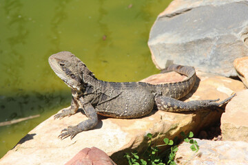 lizard in a zoo in australia