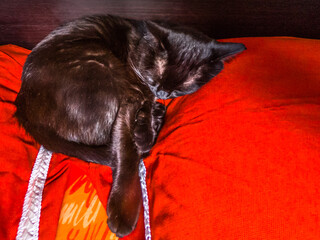 Black domestic cat sleeping in bed with red pillows. Concept of animal relax and safety.