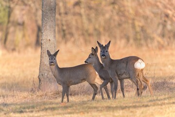 Three roe deer are standing in a meadow. Capreolus capreolus. Wildlife scene with three deer. 