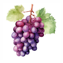 watercolor grape clipart for graphic resources сreated with Generative Ai