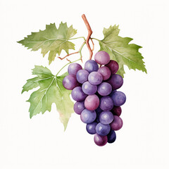 watercolor grape clipart for graphic resources сreated with Generative Ai