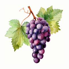 watercolor grape clipart for graphic resources сreated with Generative Ai