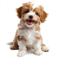 smiling maltipoo puppy, a cross between a Maltese and a poodle, on a white background.