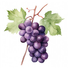 watercolor grape clipart for graphic resources сreated with Generative Ai