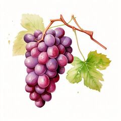 Fototapeta premium watercolor grape clipart for graphic resources сreated with Generative Ai