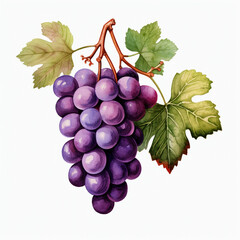 Fototapeta premium watercolor grape clipart for graphic resources сreated with Generative Ai