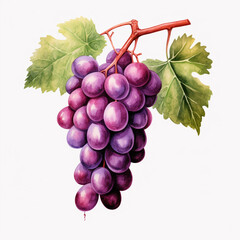 Fototapeta premium watercolor grape clipart for graphic resources сreated with Generative Ai