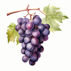 Fototapeta premium watercolor grape clipart for graphic resources сreated with Generative Ai