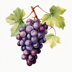 Fototapeta premium watercolor grape clipart for graphic resources сreated with Generative Ai