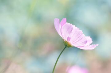 Pink cosmos flower closeup on blurred colored background. Selective focus.