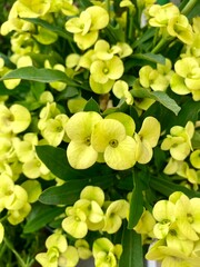 Euphorbia Flower Plants en garden.