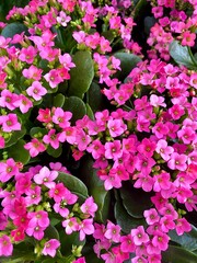 Kalanchoe with pink flowers en garden.