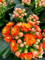 Kalanchoe plant with orange flowers.