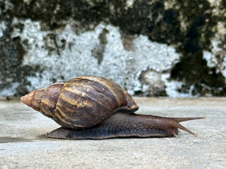 Close-up of a garden snail or garden slug gracefully gliding along the asphalt. Garden slug. Cornu aspersum . Helix aspersa, Cryptomphalus aspersus.