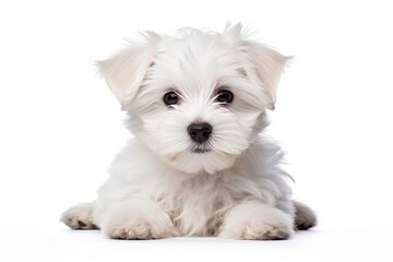 Portrait of a cute Maltese puppy dog isolated on a white background