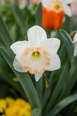 Spring flower among green