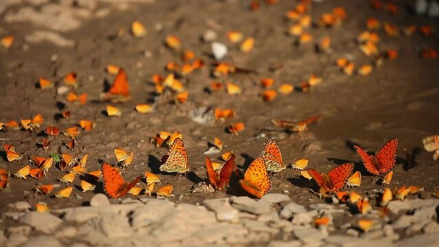 Many butterflies sit on the shore of a pond, drinking water. Orange butterflies in a large cluster.