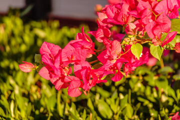 Bougainvillea, Paper flower Bougainvillea hybrida soft focus with blurry background
