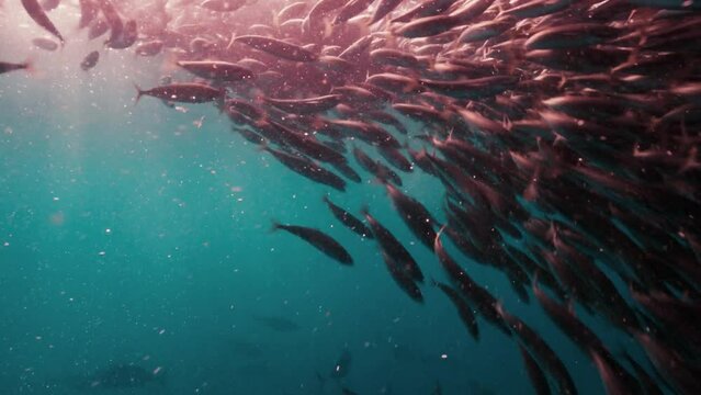 Deep journey within a crowded group of mackerel, Deep sea journey 4K A school of fish
