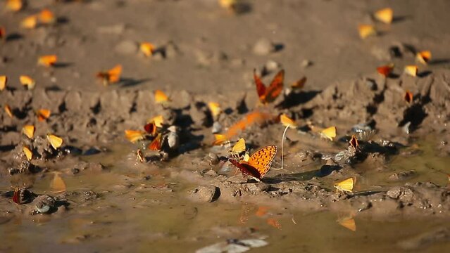 Many butterflies sit on the shore of a pond, drinking water. Orange butterflies in a large cluster.