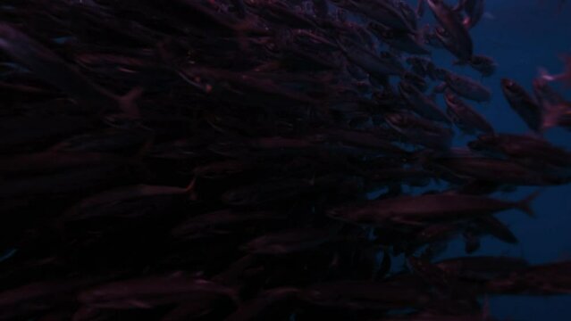 Deep journey within a crowded group of red fish, Tuna fish 4K School of fish