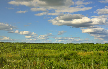 A rural landscape with a green field of late sunflowers under a cloudy blue sky