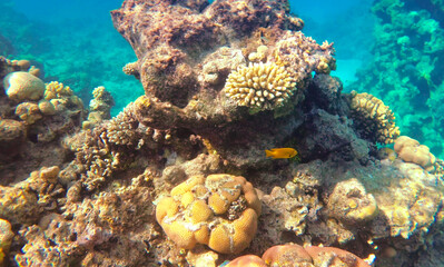 Amazing  coral reef and fish
