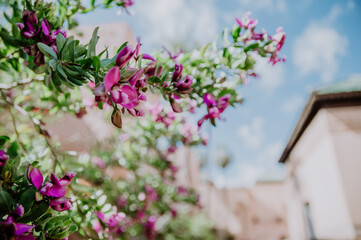 purple flowers in front of a moroccan house