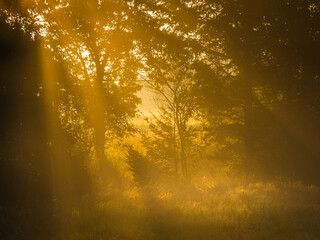 Golden Sunrise Through Misty Trees in a Swedish Forest at Dawn