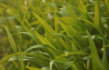 Close-up shot of dense grassy stems with dew drops. Macro shot of wet grass as background image for nature concept
